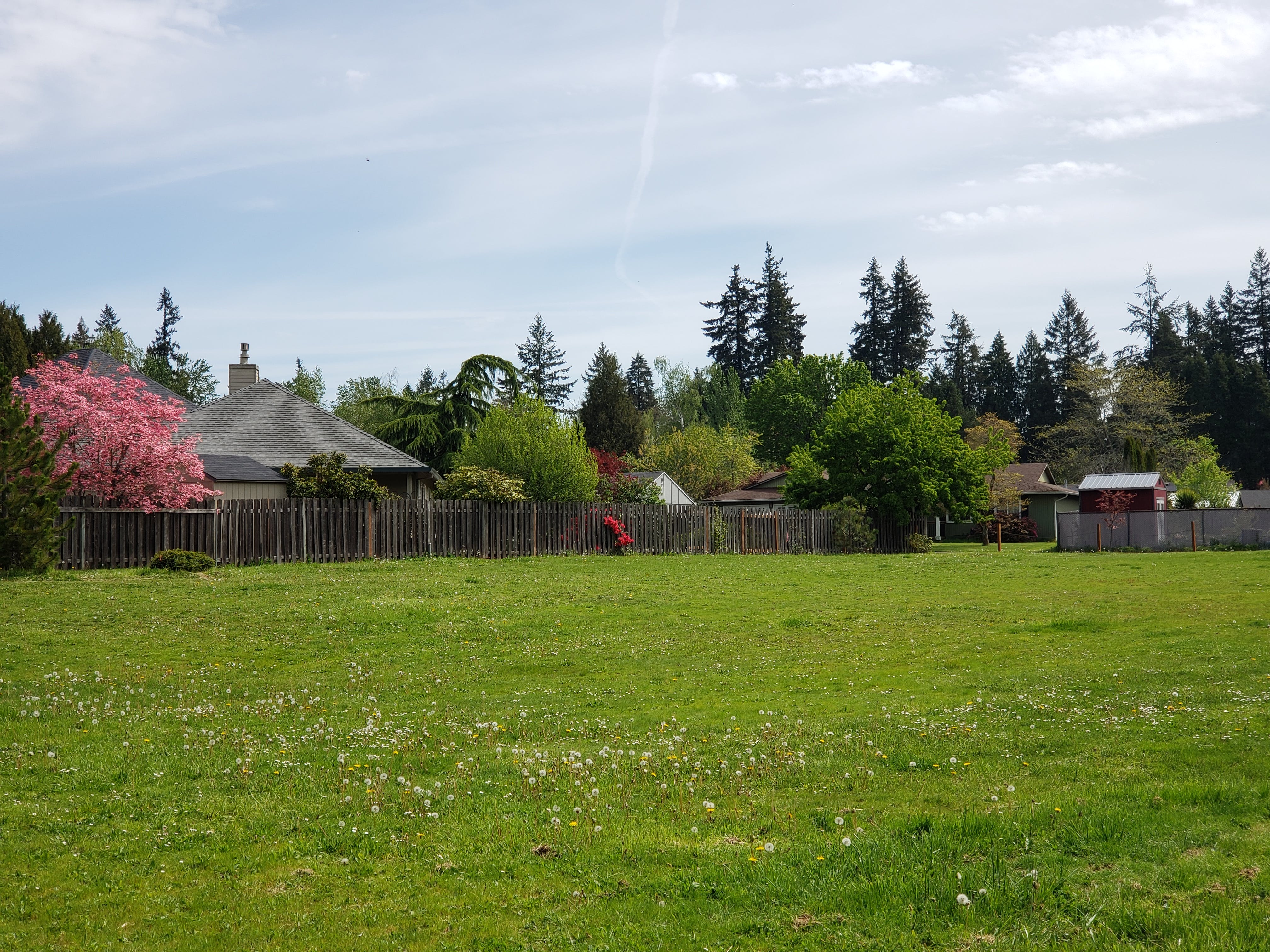 Grassy field with dandelions.  The background is made up of trees in bloom, homes, and a wooden fence under a cloudy sky.  