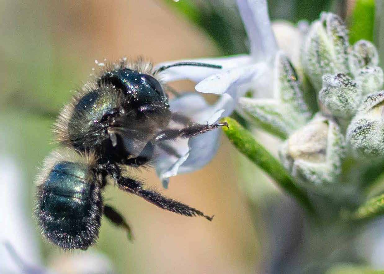 Mastering Mason Bees