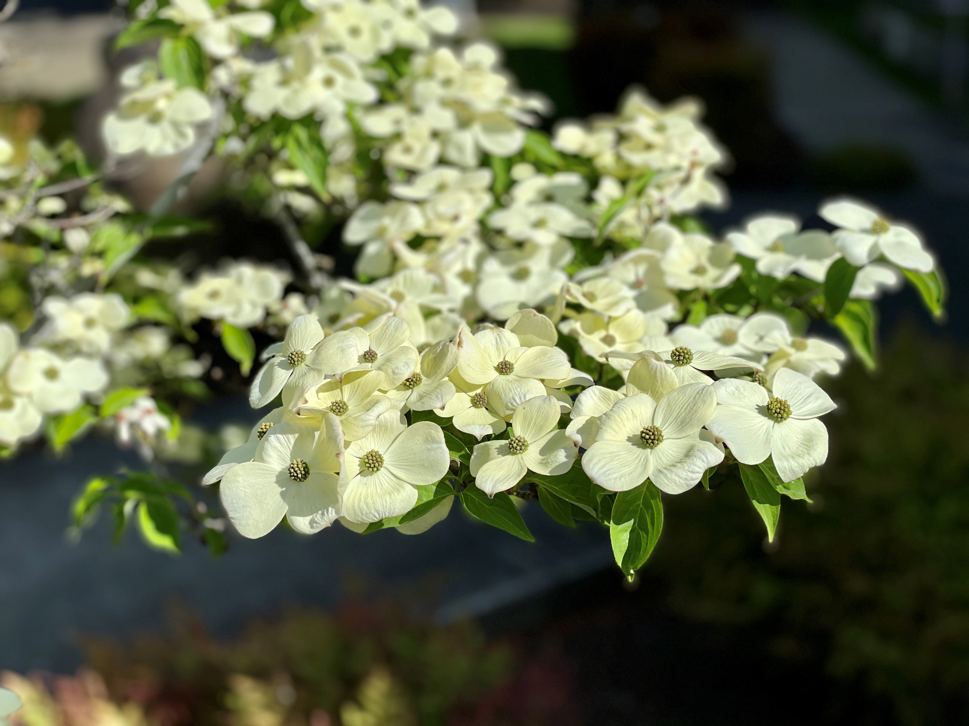 Dogwood Tree in front of Milwaukie City Hall. 